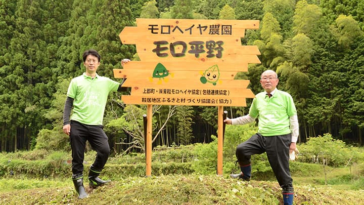 兵庫県上郡町でモロヘイヤ農園「モロ平野」開園式を開催　青粒
