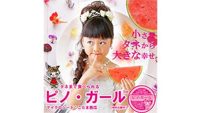 タネまで食べられる小玉すいか「ピノ・ガール」出荷開始　ナント種苗