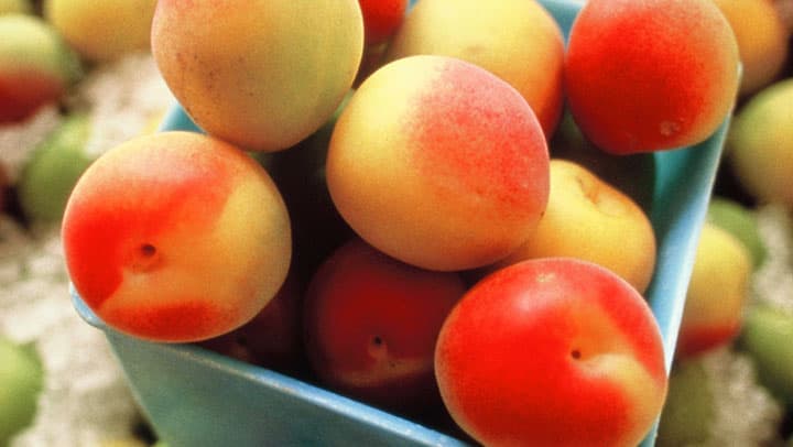 「旬！若狭の福井梅フェア」開催　福井県アンテナショップで6月1日から