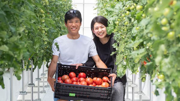 太陽光利用型植物工場によるトマト栽培で農業参入　平塚富士キッチン