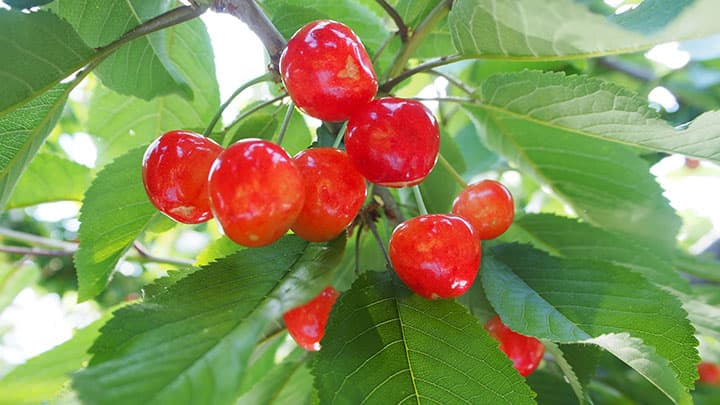 都心の果物無人販売所「F STAND」で朝採れの「高砂」「佐藤錦」販売