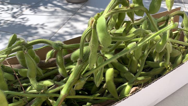 福岡県嘉麻市で生まれた希少生枝豆「嘉麻ひすい」事前予約を受付中