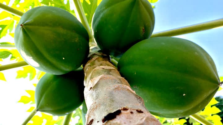 食のトレンド予測「スーパーフード」ランキング　1位は「青パパイヤ」