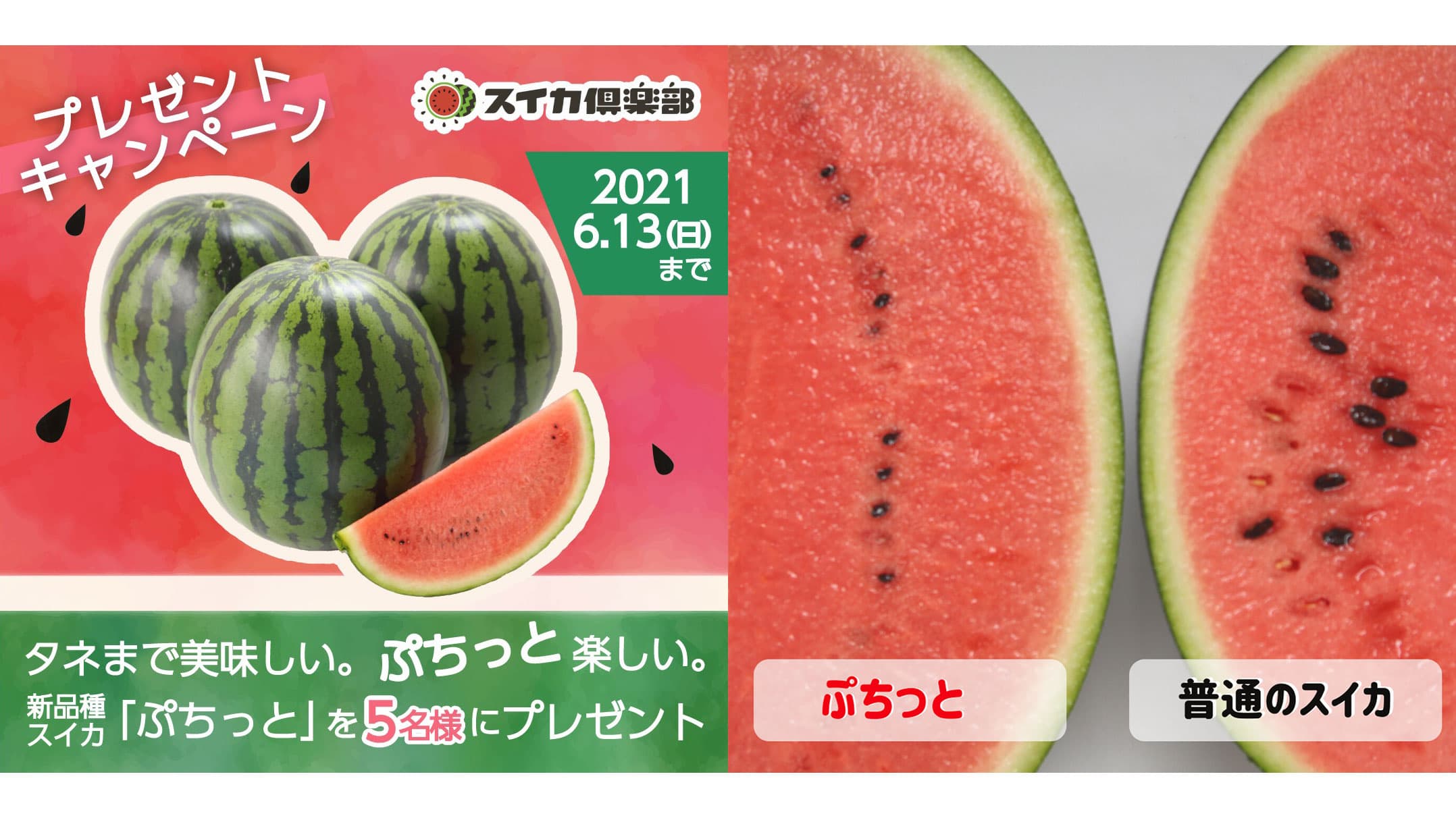 スイカの新品種　タネまで美味しい「ぷちっと」5人にプレゼント　萩原農場