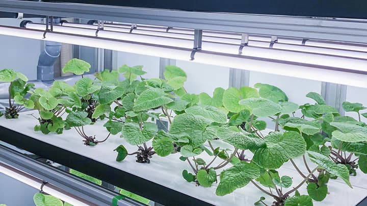 わさびの植物工場栽培へ　沖縄県初「わさび試験栽培」開始　NEXTAGE