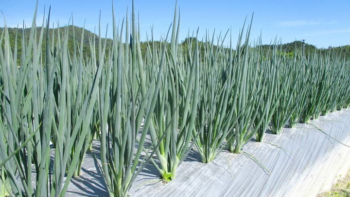 東北で九条ねぎの生産・出荷を本格始動「陸前高田工場」新設