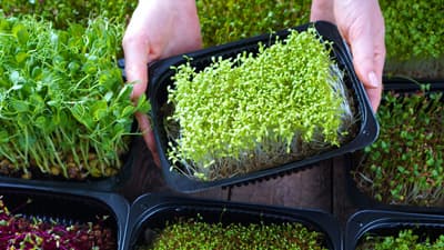 世界のマイクログリーン市場　CAGR8%で成長を見込み