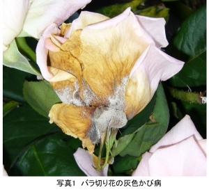 花コラム46写真1（宇田）.jpg