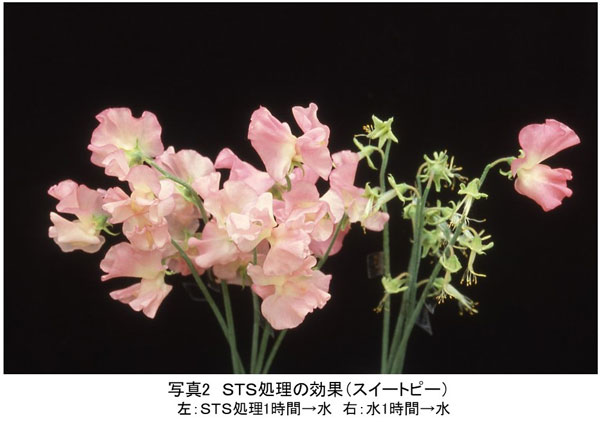 花コラム43写真2（宇田）.jpg