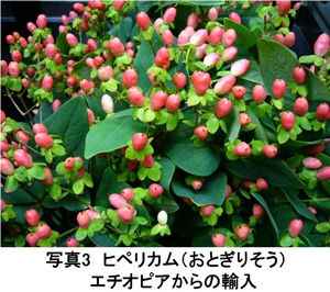 花コラム49写真3（宇田）.jpg