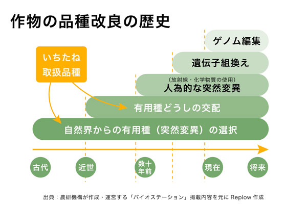 作物の品種改良の歴史と原種・在来種米穀店「いちたね」の取り扱い品種