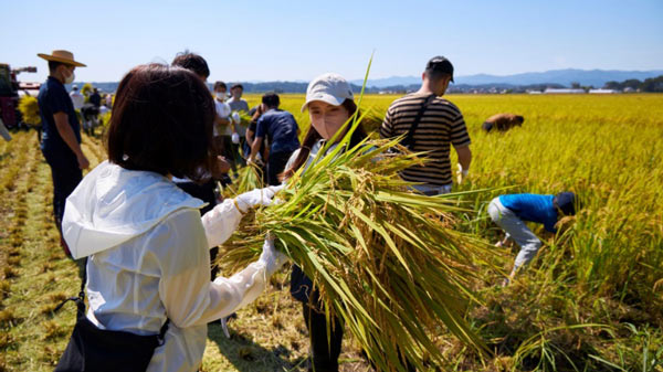 東北の農業活性化へ　福島県浪江町で稲刈りを実施　アイリスグループ