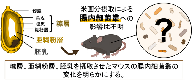 図1：研究の背景と目的