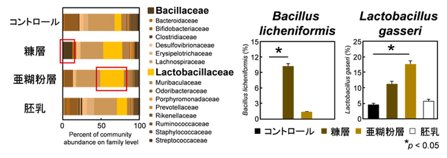 図3：米画分を摂取させたマウスの腸内細菌叢の組成の結果