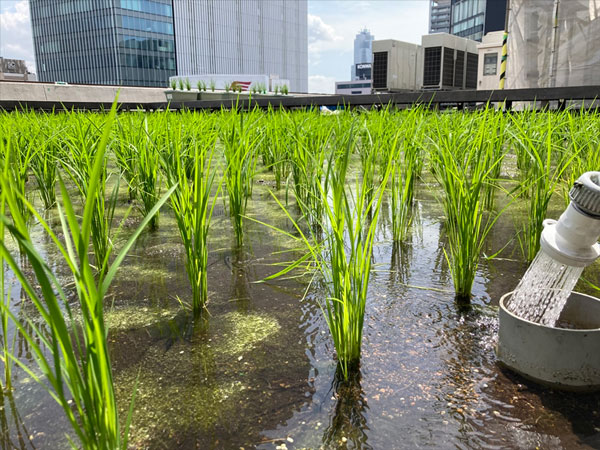 銀座の屋上「白鶴銀座天空農園」で育つ水稲