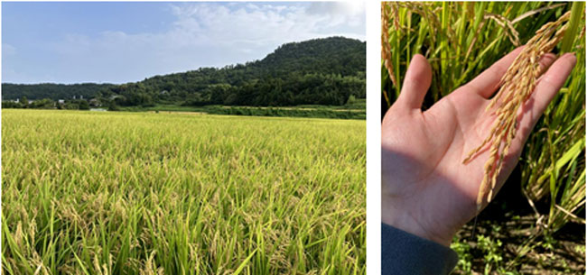 千葉県鴨川市の生産者と作った米「プリンセスサリー」全国で発売　良品計画