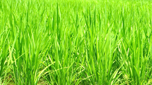 徳島、宮崎　「やや良」　西南暖地の早期栽培米の作柄概況　7月15日現在