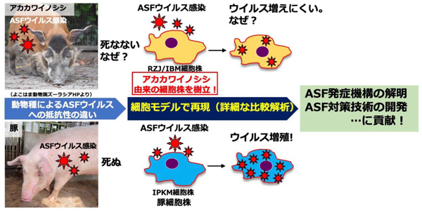 図1：アカカワイノシシマクロファージ由来の細胞株を用いたアフリカ豚熱ウイルス研究の展望