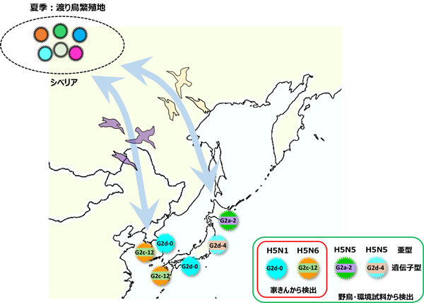 図1：遺伝子解析から推定される国内へのHPAIウイルスの移動経路