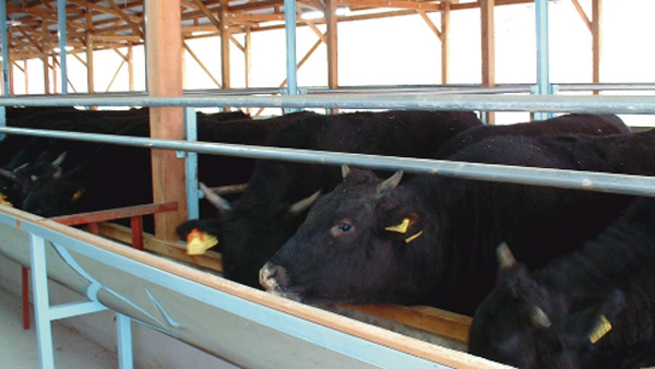 種子島・西之表市生まれの黒毛和牛肉の魅力発信　子ども食堂で提供_03.jpg