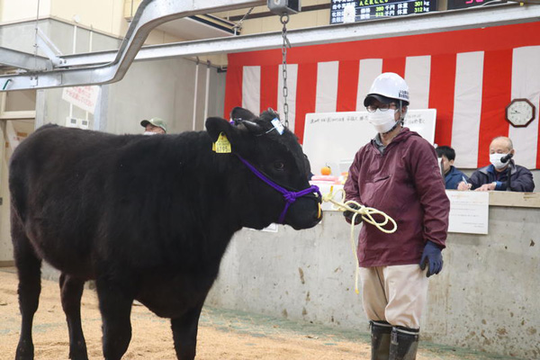 初セリにかけられる牛