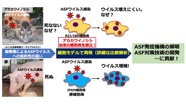 アカカワイノシシ由来の新細胞株を樹立　アフリカ豚熱ウイルスの病原性解明へ　農研機構-2_2.jpg