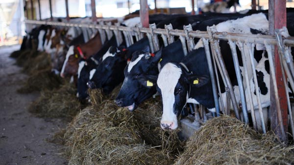 牛など反芻動物の健康と動物福祉で優れた研究を支援　ベーリンガーインゲルハイム