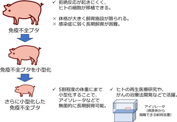 図1：免疫不全ブタの小型化による医学研究への貢献。今後、5割程度の体重にまで小型化することで無菌的な長期飼育が可能になり、ヒト医療への応用が促進される