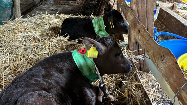 牛の熱中症対策に「USIMO」新接触冷感ネッククーラー　但馬家畜市場に登場