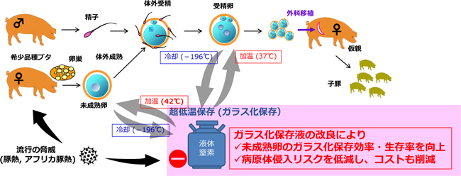 図1：ブタ卵子のガラス化保存法による遺伝資源保存
