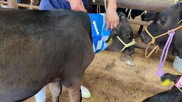 牛の熱中症対策に「USIMO」新接触冷感ネッククーラー　北陸三県市場に登場