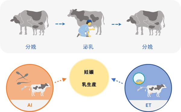 図1：乳牛の妊娠のために実施される繁殖技術 AI：精液を注入する人工授精、ET：初期胚を移植する胚移植