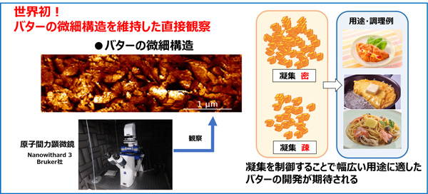 バターの組織構造を維持したまま直接観察　世界で初めて確認　雪印メグミルク_02.jpg