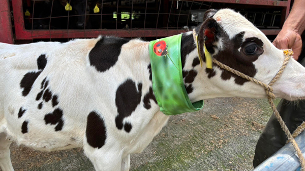 「USIMO」の接触冷感ネッククーラーを首に装着した牛