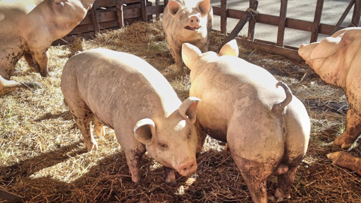 持続可能な養豚産業の発展へ「PRRSアワード2020」受賞業績発表