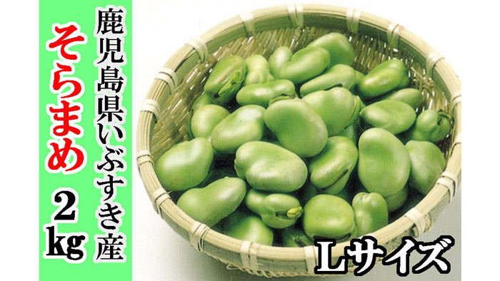 大粒で甘みが強く、味が濃い　鹿児島県いぶすき産「そらまめ」販売中　ＪＡタウン
