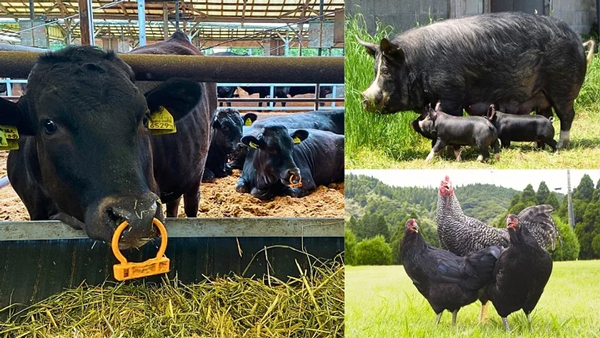 世界初　牛・豚・鶏3つの畜産のボランタリークレジット化を開始 　ＪＡ鹿児島県経済連