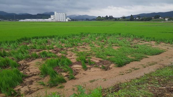 由利本荘市森子地区（秋田しんせい農協提供）