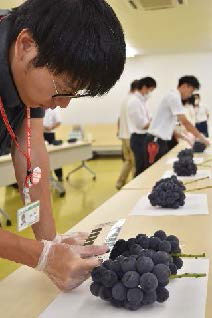 まにわぶどう部会共進会開催　ＪＡ晴れの国岡山