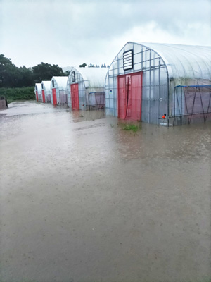 被害を受けた由利本荘市矢島町地区のハウス（秋田しんせい農協提供）