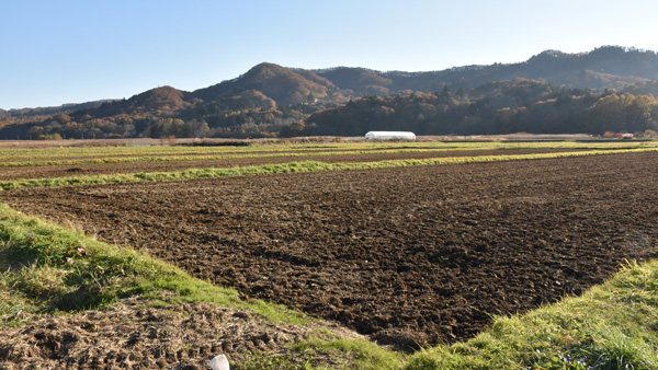 耕作放棄地を復活させた水田