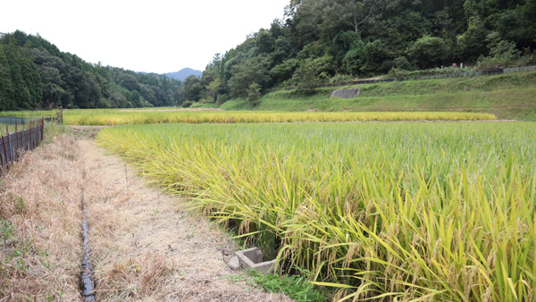 写真手前から奥の水田すべてで「北陸193号」を作付け