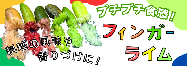 プチプチ食感　料理を華やかに「長崎県産 フィンガーライム」販売中　ＪＡタウン