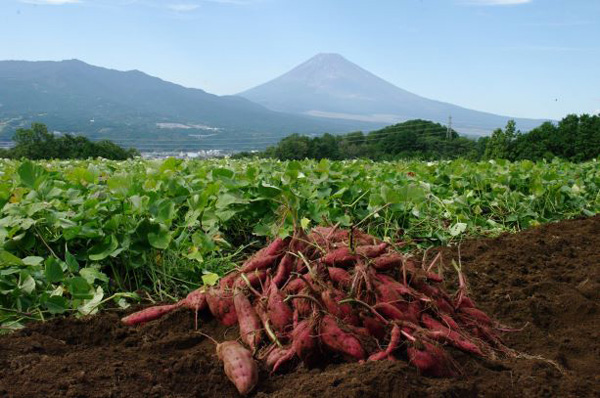 三島を代表するブランド野菜「三島甘藷」