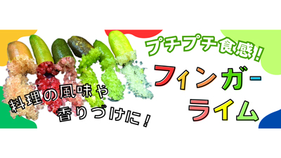 プチプチ食感　料理を華やかに「長崎県産-フィンガーライム」販売中　ＪＡタウン.jpg