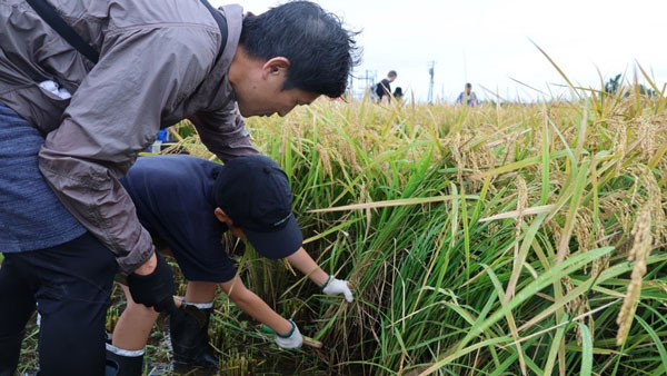 鎌で稲を刈る参加者