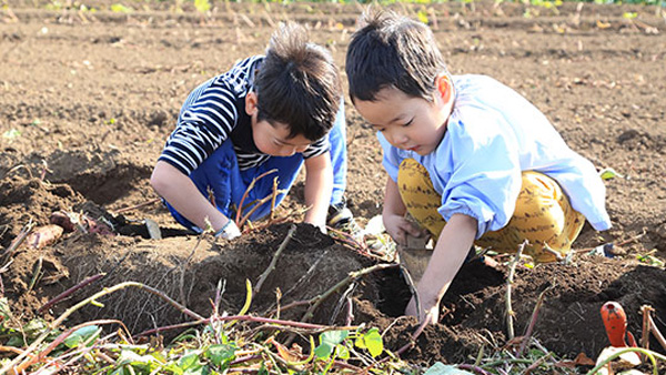 いちご狩りを楽しむ子どもたち