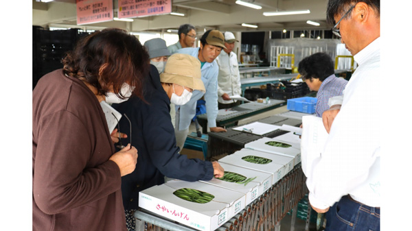 サヤインゲンのサンプルを確認する生産者