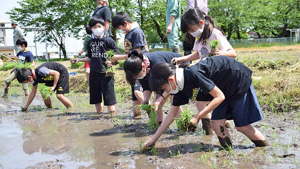 水田に苗を植える児童たち