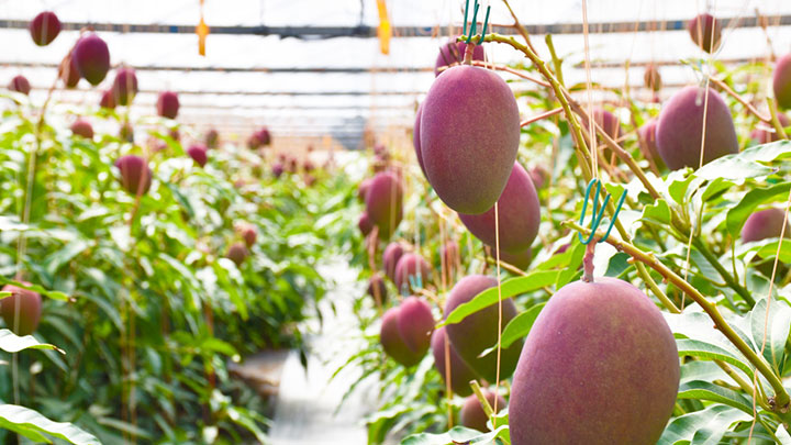 小林市で生産されるマンゴー